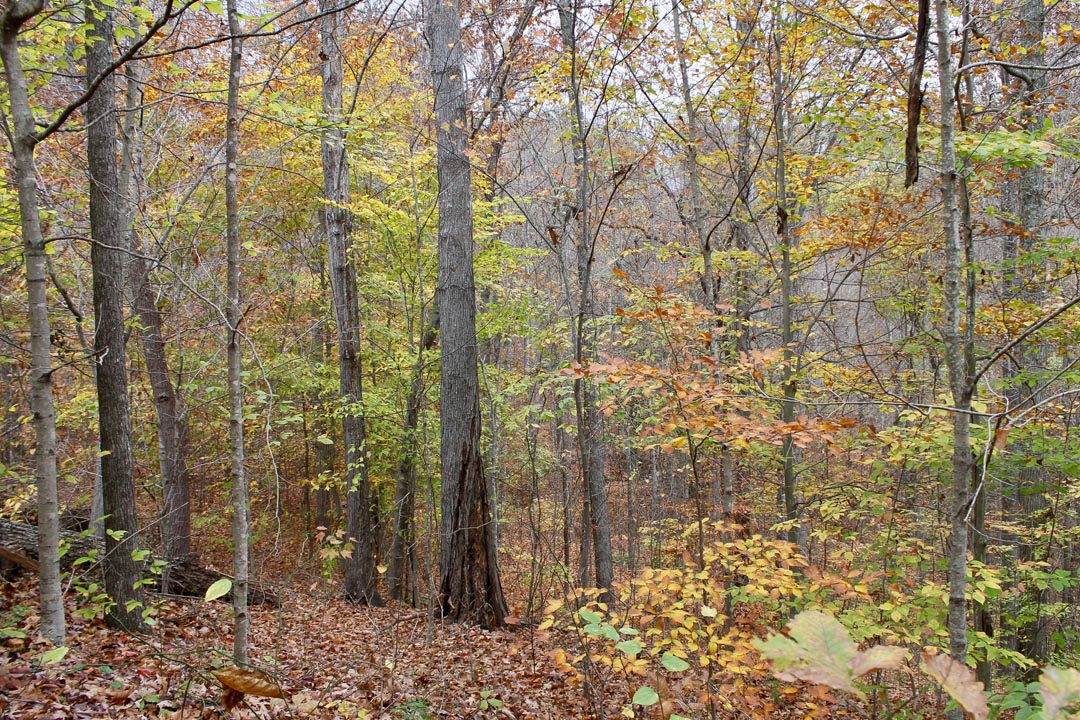 Tract 24 at Autumn Ridge in Leslie County, Kentucky