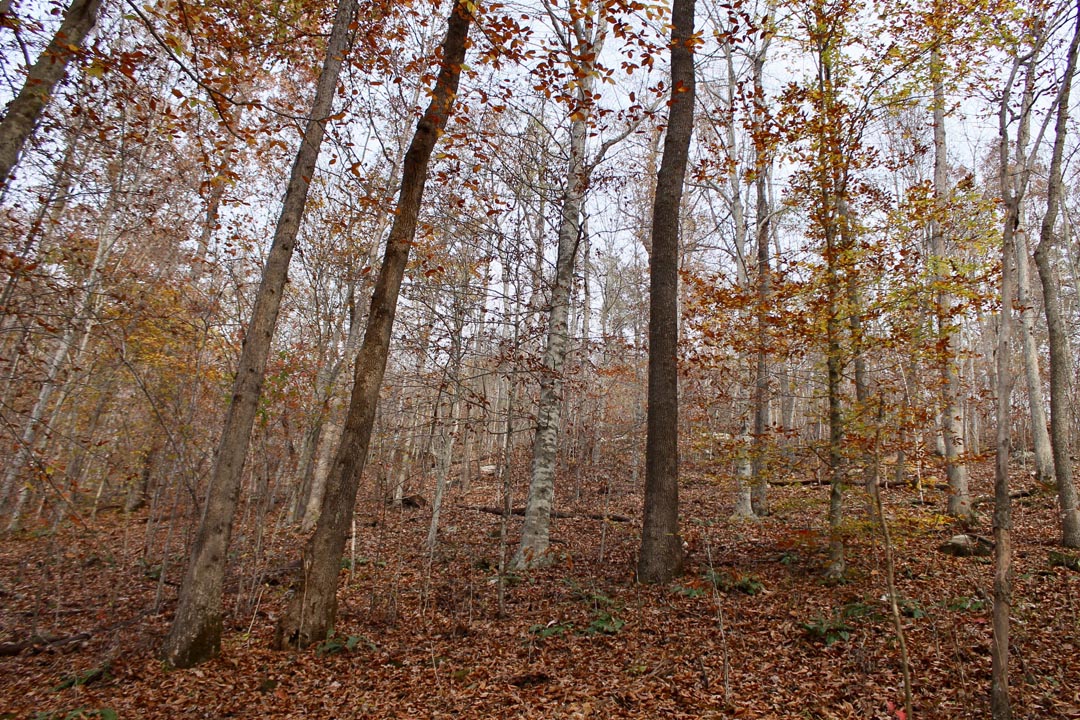 Tract 8 at Autumn Ridge in Leslie County, Kentucky